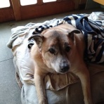 goriさんの雑木林