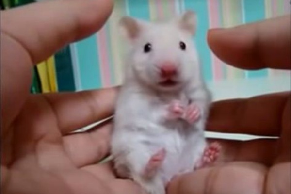 ３０秒で悶絶 耳に触られたハムスターの反応が超可愛い 爆笑あにまる