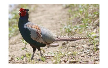 『令和6(2024)年5月18日の鳥さん Vol.3　矢切で野鳥の観察･撮影 色々登場!!コチドリも現る!!キジのオスが2回登場する!!』の画像