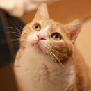 リセットする猫。