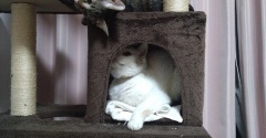 実物のﾈｺﾁｬﾝたちセカンド273
