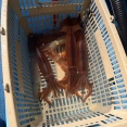 【画像】イカ釣りから帰ってきた