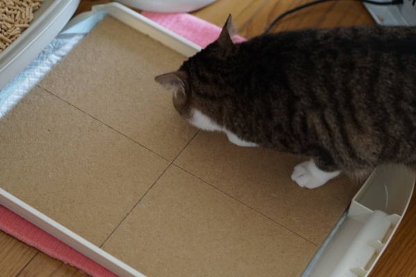 ねことアパートと1人暮らし～とらやんとおらと～ - 初めての猫