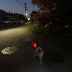 柴わんこと暮らす日々