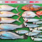 竹村貸舟店【高知県 浦ノ内湾～宇佐～須崎市横浪半島沖の船釣り】釣果情報 & ブログ