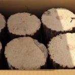 オオクワガタの常温飼育記録