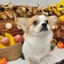 ペキコーギーちゃん、シャンプーセット🫧🧴