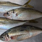 メバル釣行記