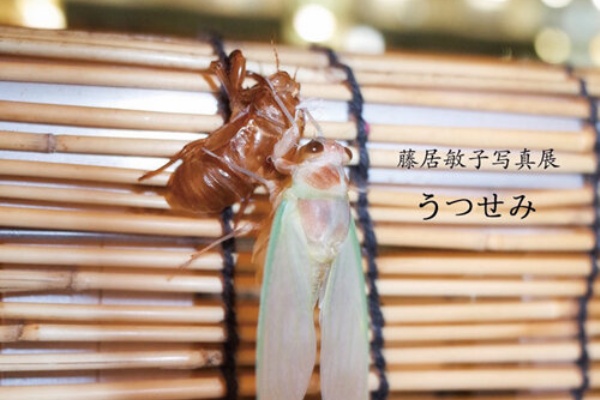 ギャラリー ヨクト