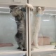 【動画】ねこちゃん、お前らの想像の10倍くらい不毛な争いしてしまう…