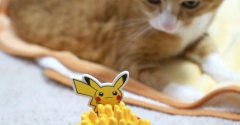タイマーにビビる猫。
