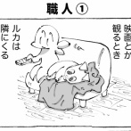 うちの犬のルカ。【７９】