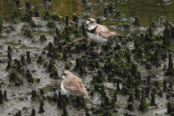 東京港野鳥公園 レンジャーブログ - 今日の野鳥公園