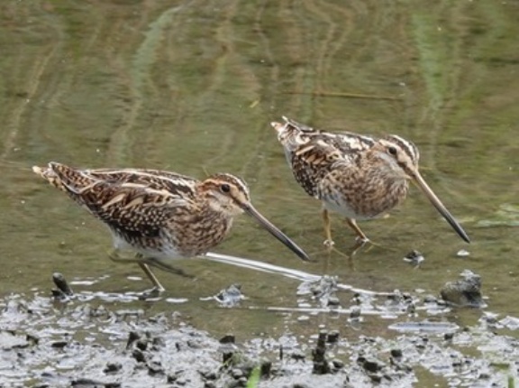 2026年10月14日の野鳥公園