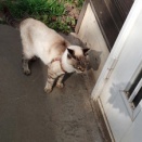 寒冷低気圧が発生で巨大地震委注意　と磐梯山純米酒