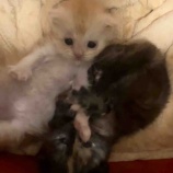 『赤ちゃんの遊び🎵』の画像