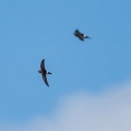2026年10月10日の野鳥公園