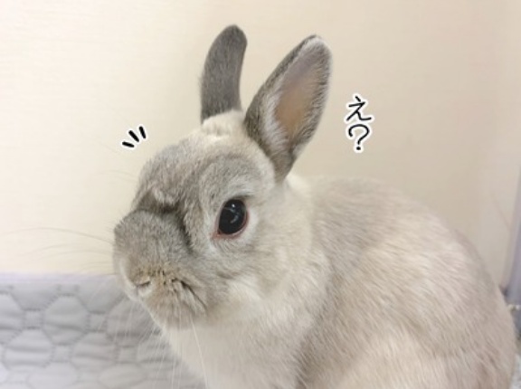 うさぎのルリ(9/10追記)