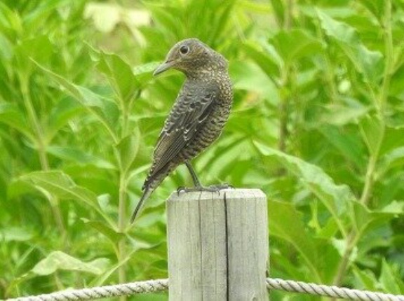 2025年8月7日の野鳥公園