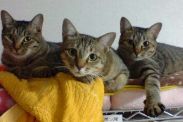 俺達みーもんずっ