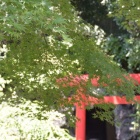 『夏もみじ』の画像