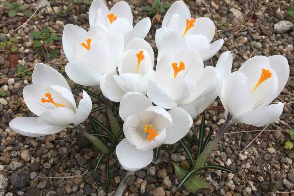 ガーデニングビギナーが始めるゆる い庭ライフ クロッカス ガーデニングビギナーが始めるゆる い庭ライフ クロッカス