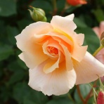 みしまバラ園芸