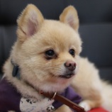 『【里親募集中】ポメラニアンの春(ハル)』の画像