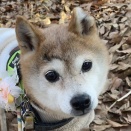 不耐性検査結果  肉魚介編