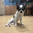 今週のわんこ🐶