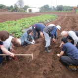『芋ほり大会！』の画像