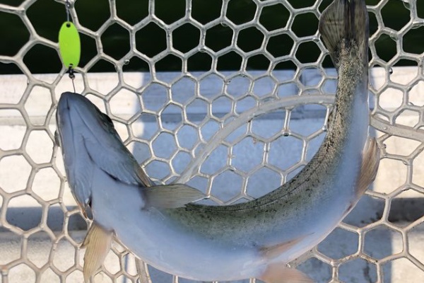 愛和住販店長の釣りとかキャンプとか 川越水上公園ネオスタイル