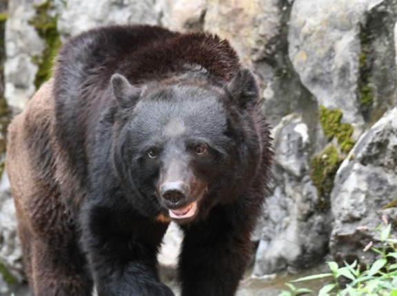 クマ駆除するのかわいそう・・・