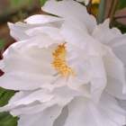 『散歩道の春　３　芍薬』の画像