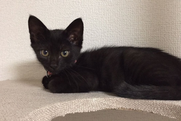 夫と妻と猫２匹