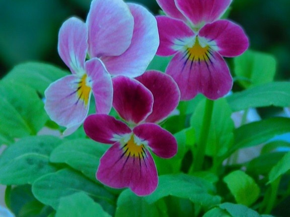 今季のビオラは不調です