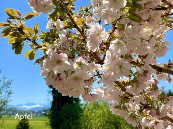 いろんな桜が満開 🇨🇭