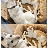 うちの犬のルカ。【１０５】