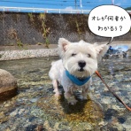 たかシェフのおうちごはん。と、白い犬。と、チワワ。