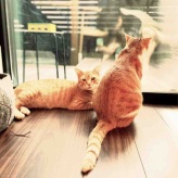 ※猫のことしか書いてません。リンちゃんが『ねこちゃんホンポ』に掲載と、リンちゃん誕生日