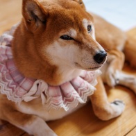 春しばスナップ