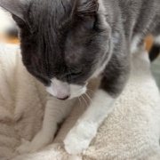 フミフミをするときの猫の表情いろいろ