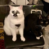 『Muddy Cat 定期便 6/8〜6/12』の画像