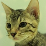 猫カフェ ねこまんまBlog
