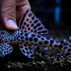 『4月19日(金)熱帯魚入荷情報💥』の画像