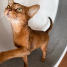 早起きして、元気に歩くりすたん