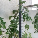 🧪🍅【育て方実験：約1ヶ月】4月11日