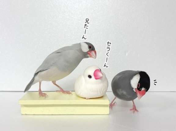 シロ子ちゃんが大好きなジル