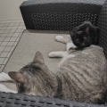 仔猫のねずこちゃんのご紹介と卒業ブログ