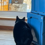 馬とニャンコと男と女